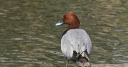 Día Mundial de las Aves en el Clot de Galvany