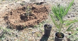 Plantación en el PNM Clot de Galvany