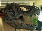Museo Paleontológico de Elche.
