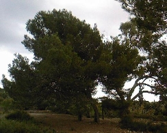 Día Internacional de los Bosques en el Clot de Galvany