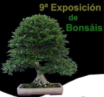 9ª exposición de bonsáis en el Aljub
