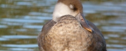 Día Internacional de las aves migratorias