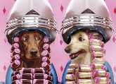 Tiendas de mascotas Vida Animal