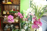 Margarita Floristerias Elche
