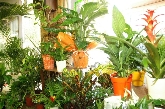 Margarita Floristerias Elche