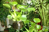Margarita Floristerias Elche