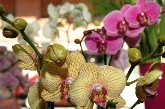 Margarita Floristerias Elche