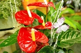 Margarita Floristerias Elche