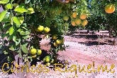 Riquelme frutas y verduras en Alicante