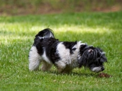 Tratamiento para que tu perro deje de comer heces: Coprofagia