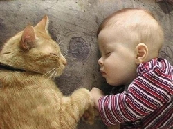 ¿Hay compatibilidad entre gatos y bebés?