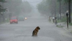 El abandono de las mascotas