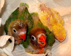 Cría y mantenimiento de agapornis papilleros