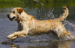 Peligros del verano para tu mascota