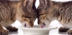La nutrición felina