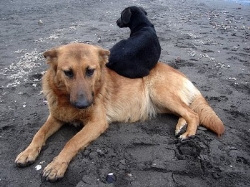 Legislación en el maltrato animal