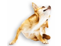 Mi mascota se rasca