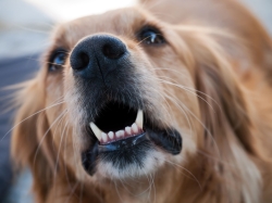 ¿Qué es la dirofilariosis canina o gusano del corazón?