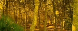 Campaña de reforestación en el Clot de Galvany