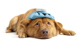 Vacunación contra leishmaniosis canina