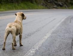 La triste historia del abandono animal