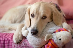 El riesgo de no encontrar los testículos a un perro, la criptorquidia