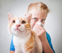 Las mejores soluciones para convivir con la alergia a las mascotas