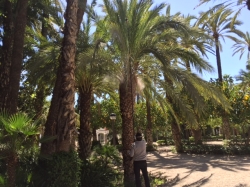 Elche firma un convenio con Glen Biotech para aplicar el tratamiento contra el picudo en 2.000 palmeras