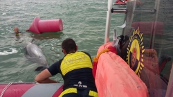 La Unidad Marítima de la Policía de Elche encuentra el cadáver de un delfín hembra en la playa de El Rebollo