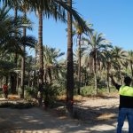 Finaliza la limpieza de El Palmeral de Orihuela con la retirada de podas y dátiles en más de 1.800 ejemplares