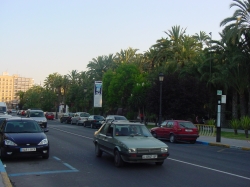 El departamento de Parques y Jardines de Elche  trabaja para evitar la aparición de la procesionaria del pino