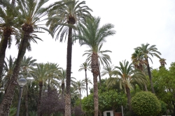 La lucha biológica contra el picudo mantiene sanas a más del 99% de las palmeras en las que se ha aplicado el hongo