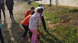 Alumnos del colegio La Paz de Torrellano plantan 260 árboles para conmemorar el Día del Árbol