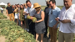 La Consellera de Agricultura da el corte al primer melón de Carrizales en el Camp d’Elx