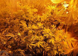 Descubierto cultivo de marihuana para tráfico de estupefacientes