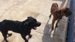 Medio Ambiente rescata dos perros por un posible caso de abandono