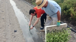 El Parque Natural Agrario de los Carrizales estima una producción de 400.000 melones