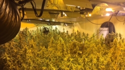 Detenida en Bonavista con 500 plantas de marihuana en un semisótano