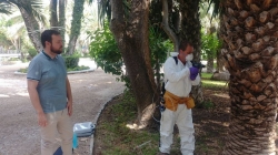 Un total de 80 palmeras son tratadas con emamectina, la herramienta más eficaz para la lucha contra el picudo