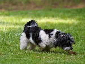 Tratamiento para que tu perro deje de comer heces: Coprofagia