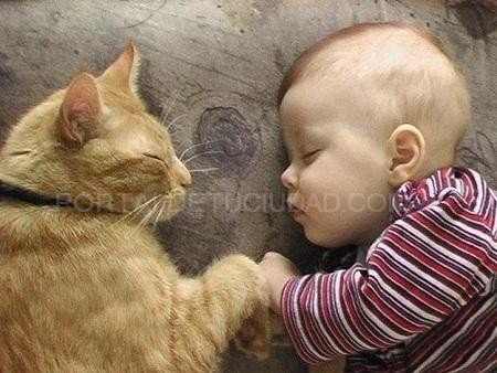 ¿Hay compatibilidad entre gatos y bebés?