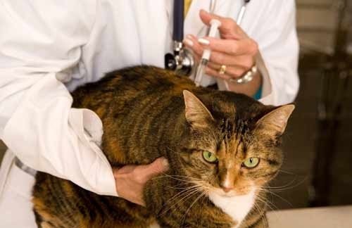 Las vacunas del gato