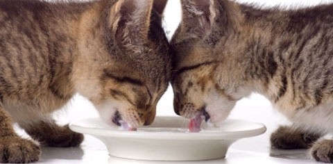 La nutrición felina