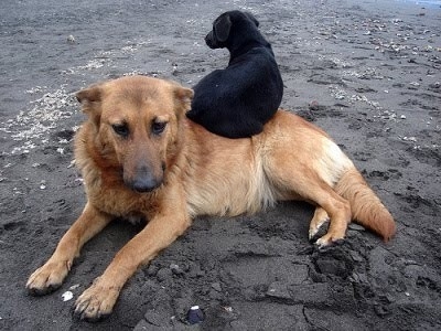 Legislación en el maltrato animal