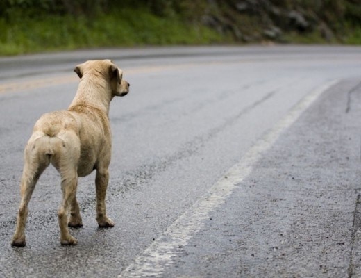 La triste historia del abandono animal