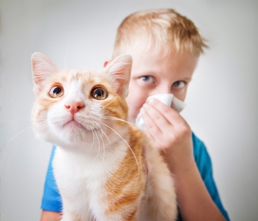 Las mejores soluciones para convivir con la alergia a las mascotas