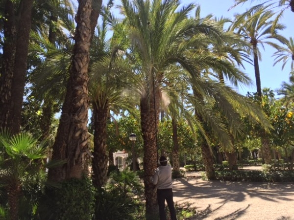 Elche firma un convenio con Glen Biotech para aplicar el tratamiento contra el picudo en 2.000 palmeras