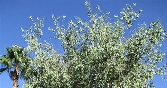 El chopo ilicitano de la Glorieta, candidato a Árbol Europeo 2017