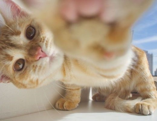 Los mejores consejos para hacer feliz a tu gato