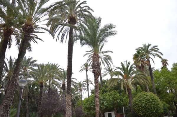 La lucha biológica contra el picudo mantiene sanas a más del 99% de las palmeras en las que se ha aplicado el hongo